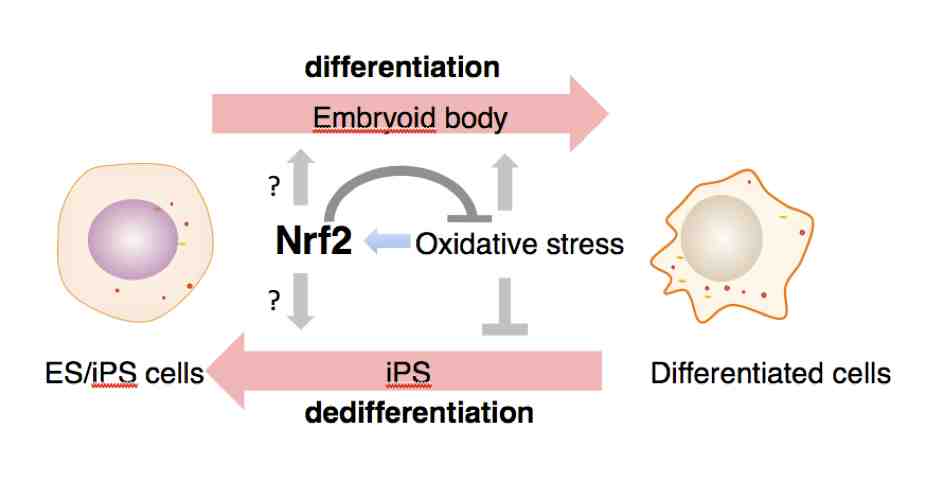 Keap1-Nrf2制御系の細胞分化・脱分化